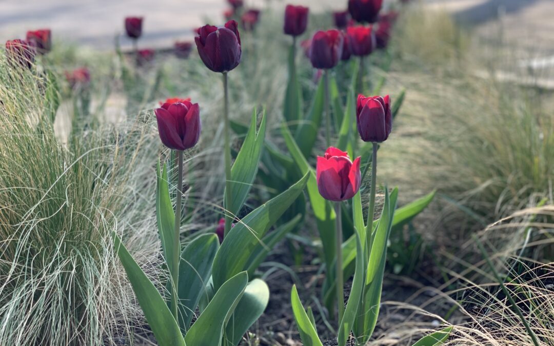 Tulipa ronaldo - Rote Tulpen im Gräsermeer